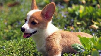 Funny Puppy Ourdoors Desktop Pc And Mac Wallpaper