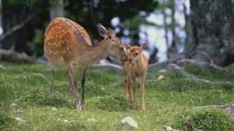 Beautiful Wallpaper Deer