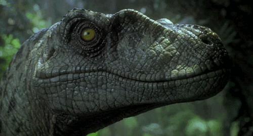 Jurassic Park Wallpaper Velociraptor