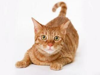 Cat White Background