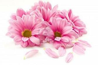 Pink Flower White Background Image