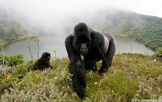 Gorilla Wallpaper Giant Gorillas HD