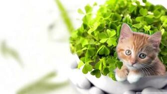 Wallpaper Saint Happy Image