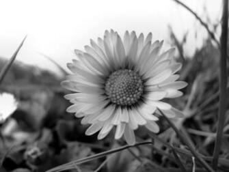 Daisy Daisies Desktop Background Wallpaper