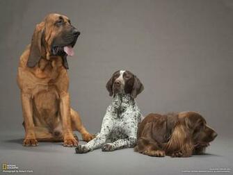 Bloodhounds Wallpaper Fun Animals Wiki Videos