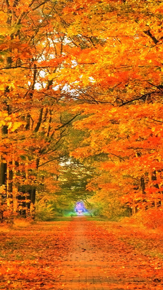 Fall iPhone Wallpaper HD