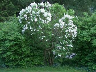 Lilac Tree Jpg