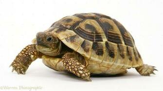 Wp14823 Baby Hermann S Tortoise Testudo Hermanni Months Old