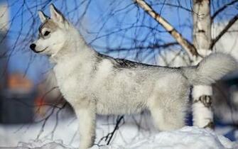 Siberian Husky Puppy Wallpaper Animal