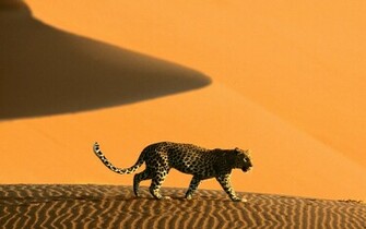 Africa Wallpaper