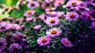Small Pink Flowers Widescreen Wallpaper