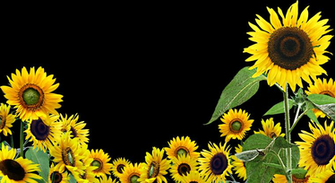 Sunflower Flower Png Transparent Image Clipart