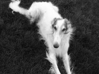 Borzoi Dog Wallpaper Animals Library
