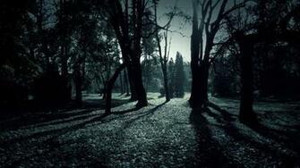 Dark Forest Shadows Wallpaper
