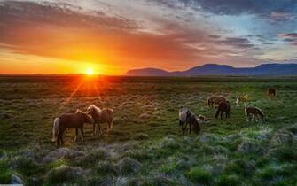 New Wild Horses Sunset Wallpaper Dodskypict