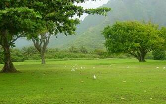 Peace Nature Wallpaper