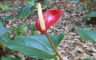 Exotic Flowers