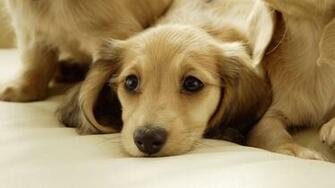 Wallpaper Dachshund Puppies X HDtv 1080p Desktop