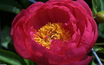Pink Peony Wallpaper Open Walls
