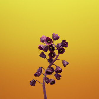 Apple iPhone Wallpaper Flowers