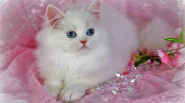 Beautiful Cats Wallpaper Top Background