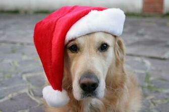 Golden Retriever Christmas Homer The