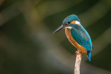 Bird Wallpaper HD Hq
