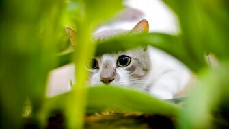 Jaspreet Rekhi Beautiful Cats Full HD Wallpaper 1080p Rar