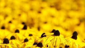 Exquisite Yellow Flowers Wallpaper