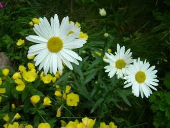 7art Flowers Clipart And Wallpaper Royalty Camomile