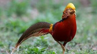 Wallpaper Golden Pheasant Bird Walk Full HD 1080p