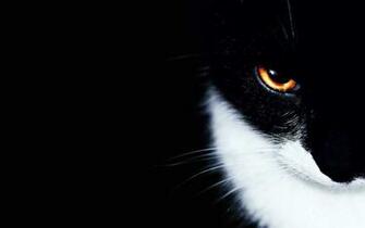 Black Cat Halloween Wallpaper Image