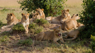 Pride Of Lions Wallpaper