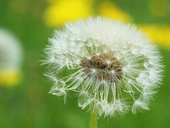Dandelions Flower Desktop Background