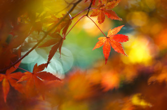 Maple Leaf Fall Nature HD Wallpaper