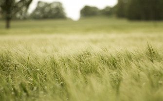 Field Wallpaper HD