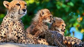 Big Cats Wallpaper