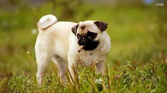 Pug Love Wallpaper Cute Funny Dog