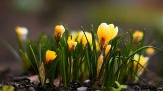 Wp Content Uploads Yellow Flowers Desktop Background Jpg
