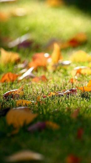 Autumn Wallpaper iPhone High Definition