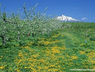 Wallpaper Spring