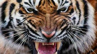 Tigre Yeux Iv HD Papier Peint De Bureau Cran Large Haute