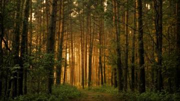 Forest Trees Wallpaper Landscape Nature In Jpg Format