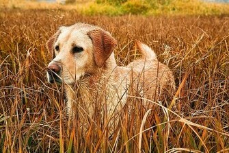 Yellow Labrador Retriever Wallpaper Wall Mural Self Adhesive