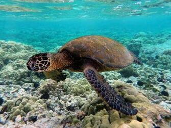 Green Sea Turtle Wikipedia