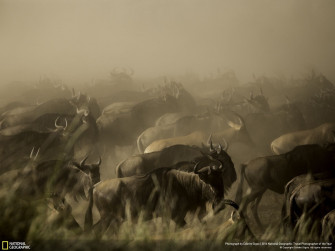 Wildebeests HD Wallpaper