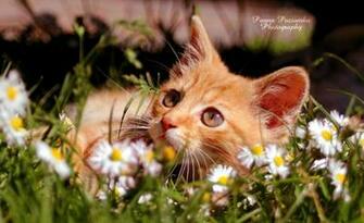 Cute Puppies In Spring Flowers Car Tuning