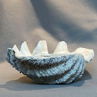 Clam Shell Wallpaper