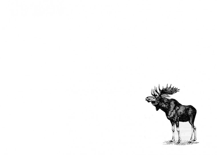 Abercrombie Moose Wallpaper Background Theme Desktop