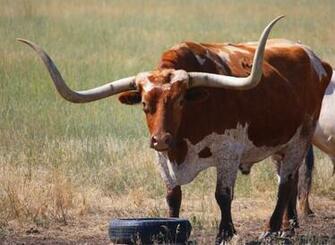 Get A Kick Out Of These Critters Photographed On The Eastern Side